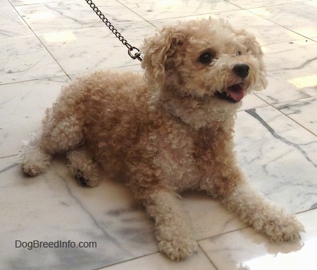 The front right side of a wavy coated, tan Toy Poodle dog laying across a marble tiled surface, its mouth is open, its tongue is sticking out, it is looking up and to the right. It has a black nose and large round dark eyes.