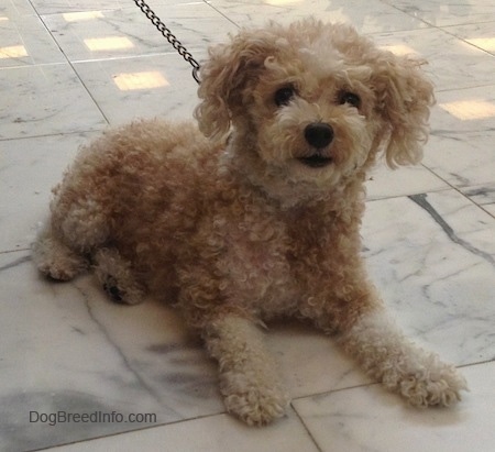 The front right side of a small curly coated, tan Toy Poodle dog laying across a stone marble tiled surface, it is looking forward and its head is held up. It has thick hair on its drop ears.