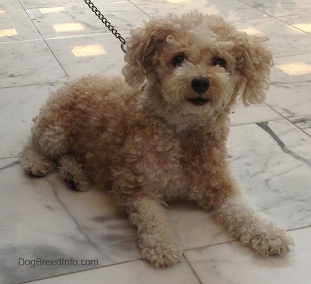 Toy Poodle Dog Breed Information And