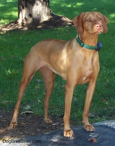 vizsla docked tail