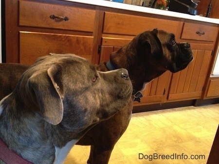 Close Up - The right side of a brown brindle Boxer and a blue-nose brindle Pit Bull Terrier and they are looking to the right.