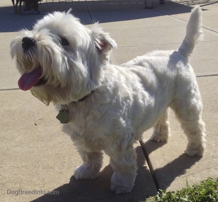 The front left side of a West Highland White Terrier dog that is standing across a concrete surface. Its mouth is open, its tongue is out and it is looking up. The dog's tail is up and its nose is black.