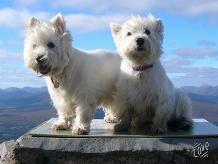 West Highland White Terrier Dog Breed Information