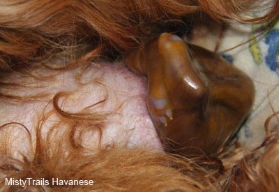 Close Up - Puppy with poop in the sack