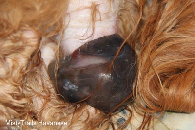 Close Up - Puppy being born without poop in the sack