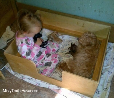 A child is in a box cuddling with a puppy and the dam is nursing