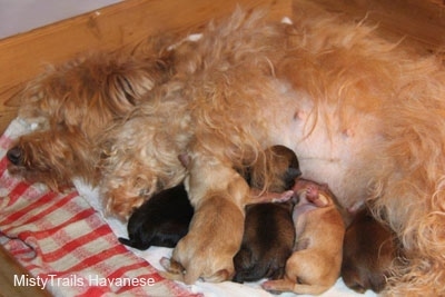 Five puppies nursing