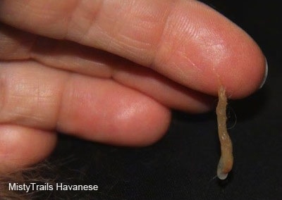 Close Up - Person with mucus plug on a finger