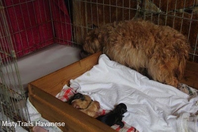 Dam walking to eat. Pups laying in the whelping box