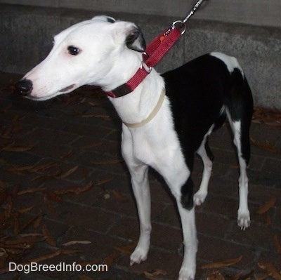 The front left side of a black and white Whippet dog that is standing across a brick street. It is looking to the left.