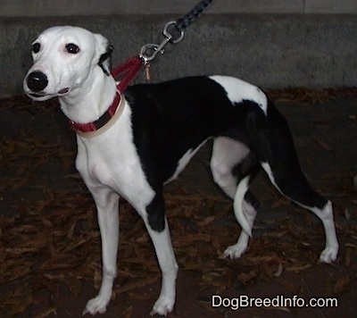 The front left side of a black and white Whippet dog that is wearing a red collar. It is standing across a brick surface that is covered in brown leaves.