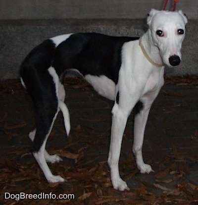 The right side of a black and white Whippet dog that is standing across a surface that is covered in brown leaves.