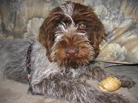 Wirehaired pointing shop griffon colors