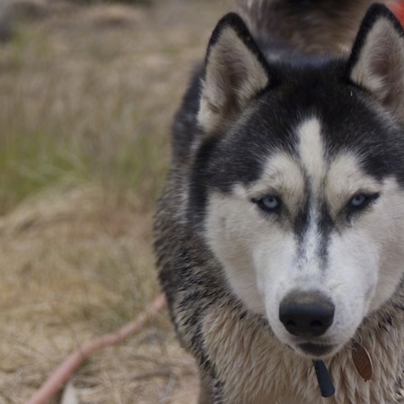 Close up head shot - A black with white and grye Wolamute is standing in a field and it is looking forward. It has blue eyes and perk ears with a black nose.