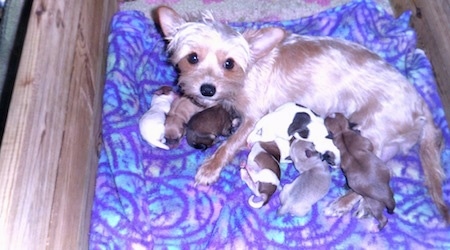 newborn yorkie puppies for sale