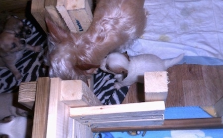 A brown Yorkie dam is standing in front of a door in a whelping box on top of a pee pad and behind it is a puppy sniffing its side.