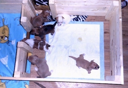 Top down view of a litter of puppies standing in the potty area of a whelping box on top of a pee pad.