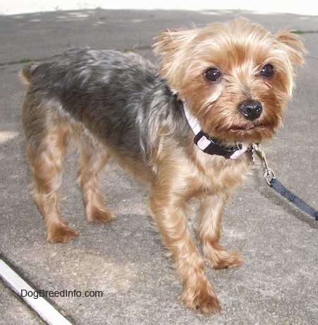 yorkshire terrier 1 year old