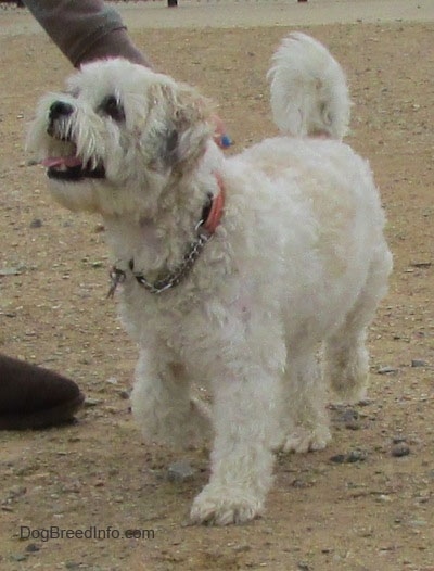 A shaved Zuchon dog wearing a pink collar is running across a dirt surface and to the left of it is a person reaching down to touch it.