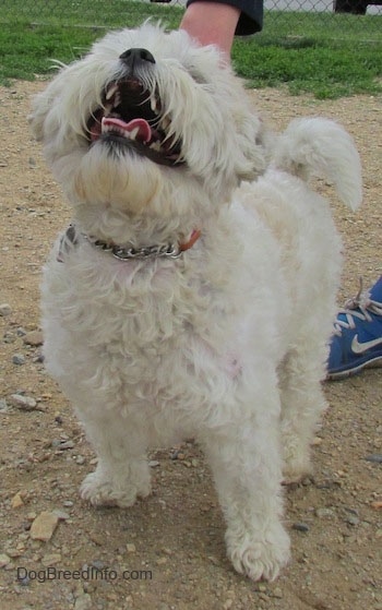 A thick tan Zuchon is standing on a dirt surface, its mouth is open, its tongue is out and it is looking in the air.