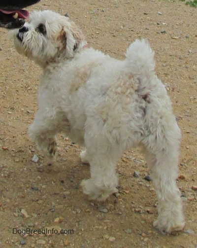 The back left side of a tan Zuchon that is walking up a dirt area. It is looking up and to the left. Its tail is curled up over its back.