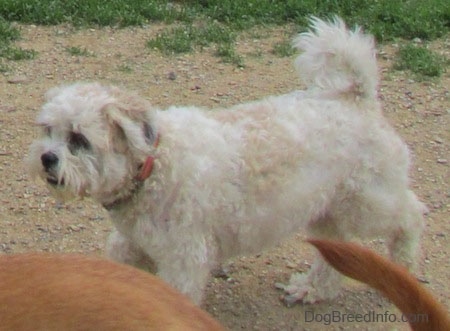 The left side of a tan shaved curly coated, Zuchon dog walking across a dirt area. There is another dog in front of it.