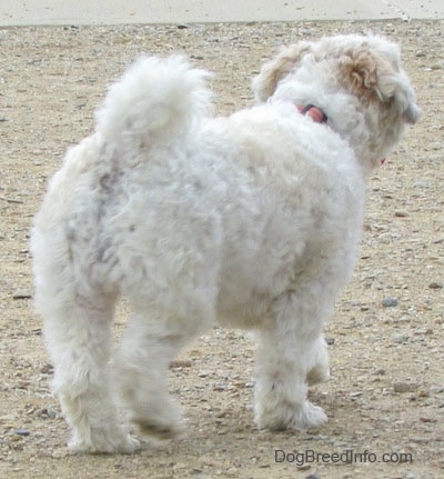 The back right side of a tan Zuchon that is walking up a dirt surface.