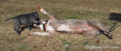 A gray with white American Bully puppy and a brindle with white Pit Bull Terrier is playing around outside