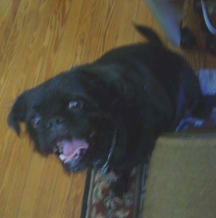 A black Affenpug dog sitting on a rug with its mouth open looking happy. The dog his thick with a big round head and a wide chest
