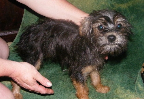 The right side of a wiry looking, black with tan Affenshire puppy that is standing on a green towel. A person has their hands on the side of the puppy