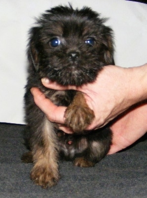 A black with brown Affenshire puppy is sitting on a couch. There is a person's hand to the right of it touching the side of the puppy. The dog has wide round eyes with a black nose