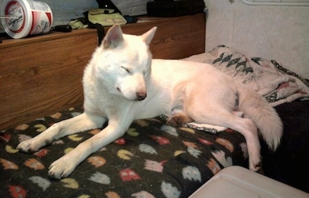 The left side of a Pure white Japanese Ainu that is laying on a bed and its head is tilted forward.
