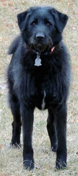 A tall long legged, black Aki-Poo dog standing in a field. It has ears that hang down to the sides of its head and a black nose.