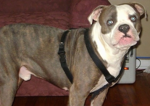 The right side of a merle Alapaha Blue Blood Bulldog that is standing in front of a couch and it is wearing a harness on