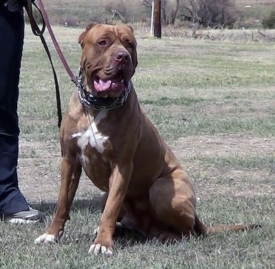 The front left side of a tan with white American Bandogge Mastiff that is sitting on grass, wearing a pinch collar and it is standing next to a person