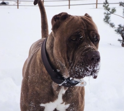 Close up - A brown with white American Bandogge Mastiff is standing in a snowy field with snow on its face and it is looking to the right.