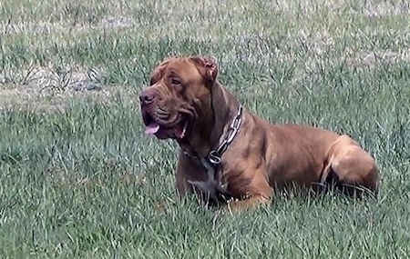 The left side of a brown with white American Bandogge Mastiff that is laying in a grass field with a chain collar on