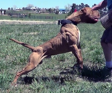 The right side of a brown with white American Bandogge Mastiffs physique is being shown off through Schutzhund training