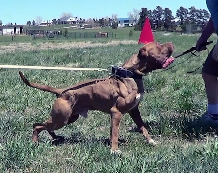 The right side of a brown with white American Bandogge Mastiff is being held back by weights outside for Schutzhund training