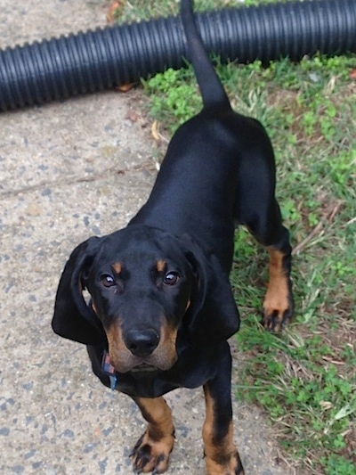 Nash the Black and Tan Coonhound puppy standing in front of a black pipe looking at the camera holder
