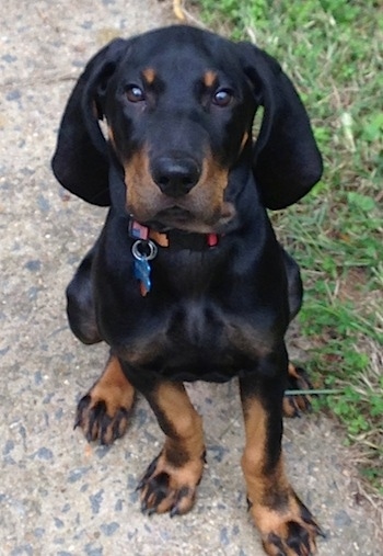 black and tan coonhound near me