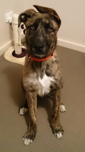 A brindle with white American Bulldog Shepherd is sitting on a carpet, it is looking forward and its ears are flopped over.