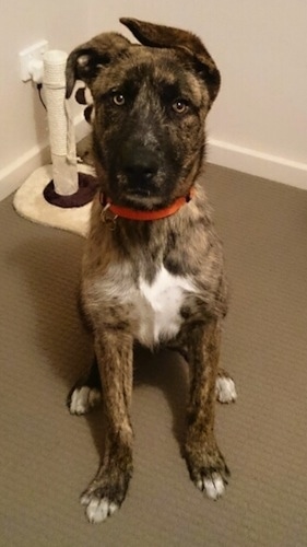 german shepherd x american bulldog