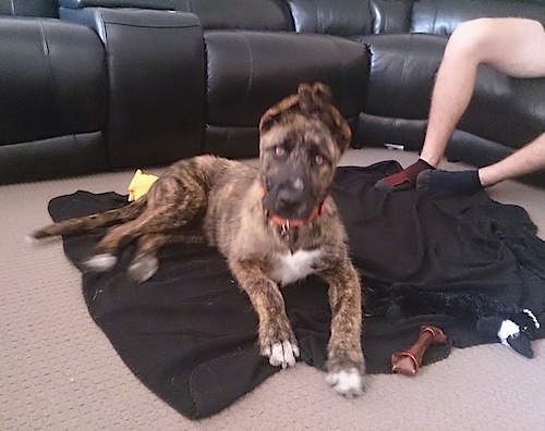 A brindle with white American Bulldog Shepherd puppy that is laying on a blanket, it is surrounded by dog toys and to the right of it is a person sitting on a black couch.