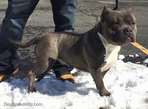 The right side of a black with white American Bully that is standing outside in snow and there is a person standing behind him.