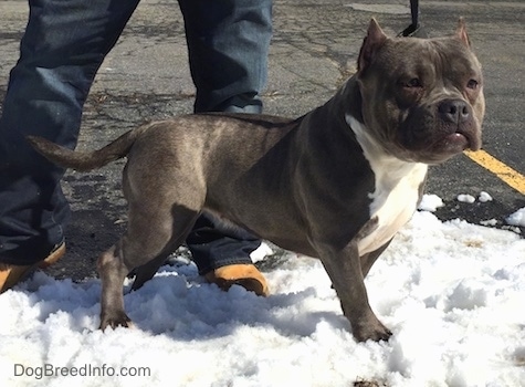 6 month old american bully weight