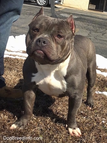 The front left side of a black with white American Bully that is standing on a lawn and there is a person standing to the left of it.