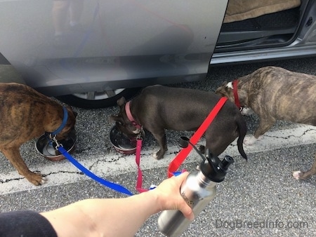 Three dogs are standing next to a van and they are drinking water out of bowls.