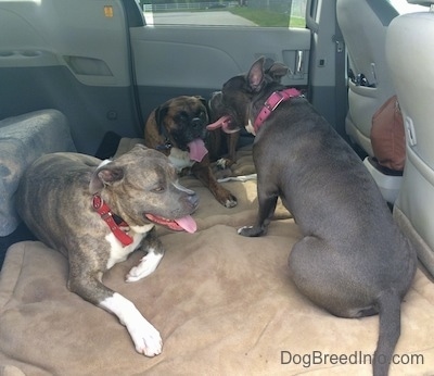 Two Dogs are laying on dog beds and across from them a American Bully Pit is sitting. They all have there mouths open and tongues out. They are in the middle area of a mini van that has the middle seats removed.