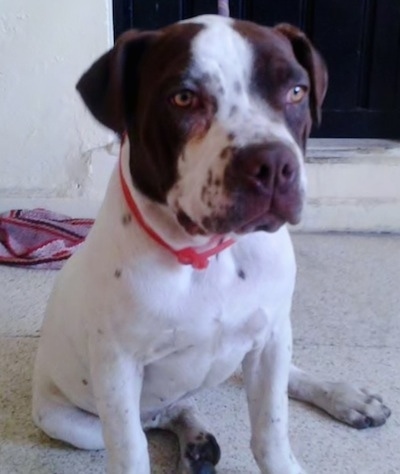 Close up - The front right side of a white with brown American Bully puppy that is sitting near a window, there is a fireplace and a blanket on the ground behind it.